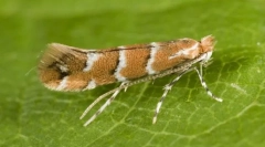 Минно дело mol